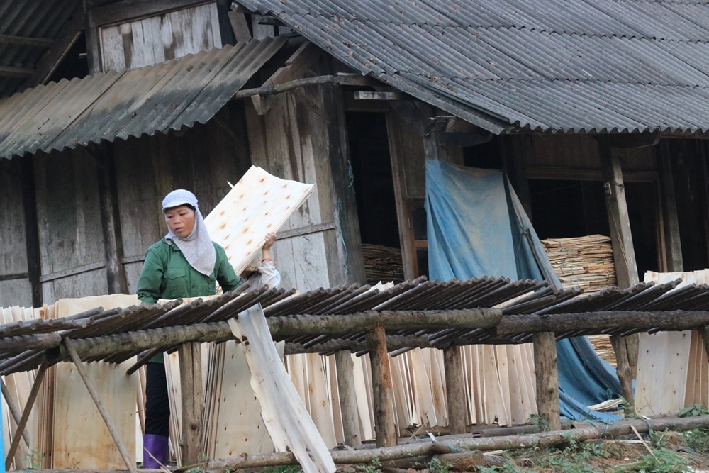 Gỗ nguyên liệu ở Việt Nam chủ yếu để sản xuất gỗ ván, gỗ ép
