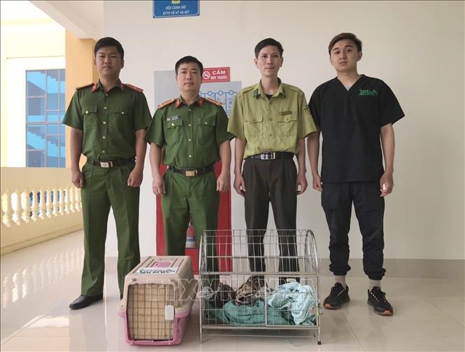 Cán bộ Vườn quốc gia Cúc Phương tiếp nhận mèo rừng từ cơ quan chức năng thành phố Điện Biên Phủ. Ảnh: TTXVN