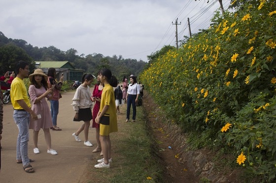 Hoa dã quỳ vàng ruộm trên đường Hồ Chí Minh nhánh tây đoạn qua xã Hướng Linh và Hướng Phùng