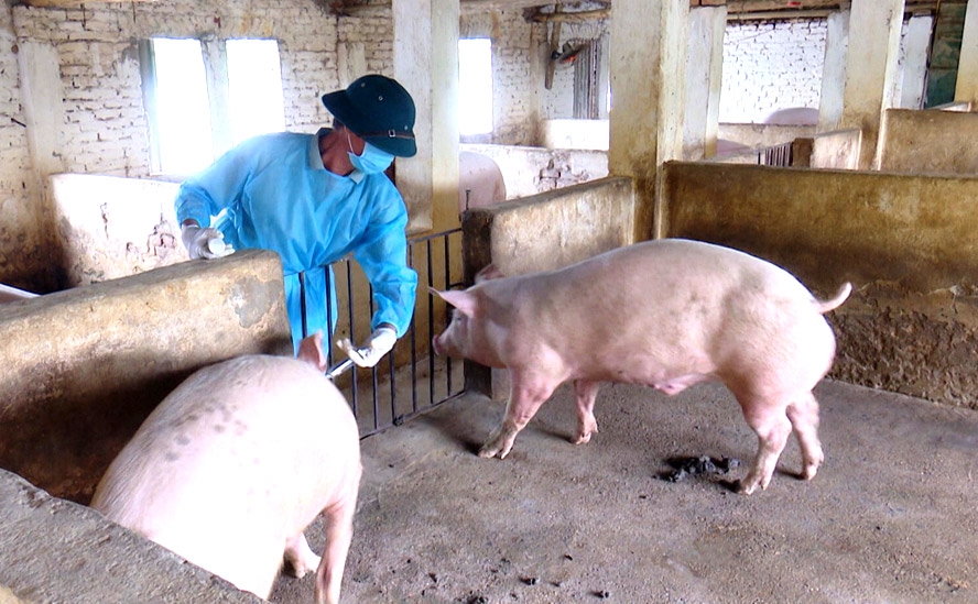 Việt Nam sản xuất thành công vaccine phòng bệnh tả lợn châu Phi. Ảnh minh họa