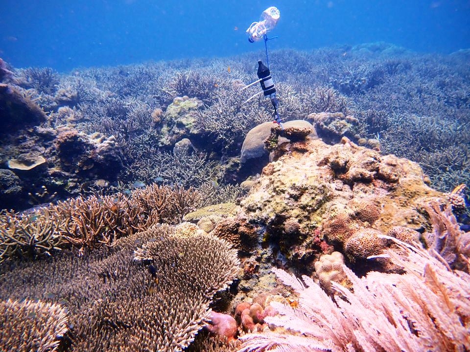 Một đầu thu sóng trong nước (hydrophone) được đặt trên rạn san hô ở biển thuộc quần đảo Spermonde, tỉnh Nam Sulawesi, Indonesia để ghi lại âm thanh dưới nước. Ảnh: Tim Lamont, Đại học Exeter, Anh. 