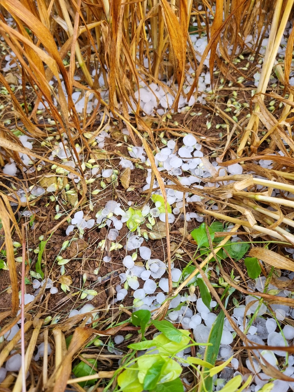 Cây trồng ở tỉnh Charente-Maritime, phía tây nam nước Pháp, hư hại do mưa đá - Ảnh: TWITTER