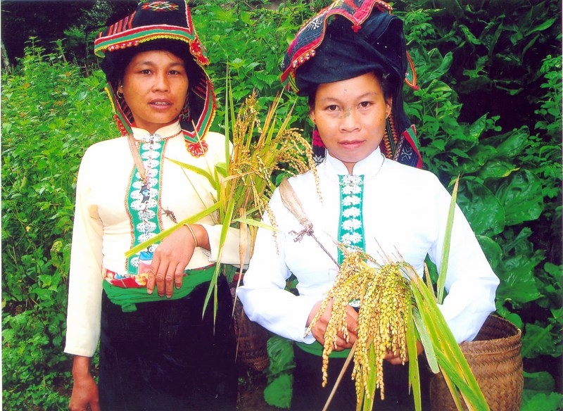 Những người phụ nữ Xinh Mun lên nương hái lúa về làm lễ mừng Cơm mới 