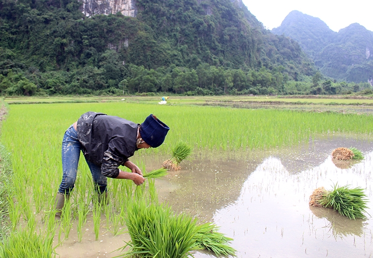 Người Bru Vân Kiều ở bản Khe Ngang (Trường Xuân) đã trồng lúa nước, làm chủ được lương thực từ nhiều năm nay