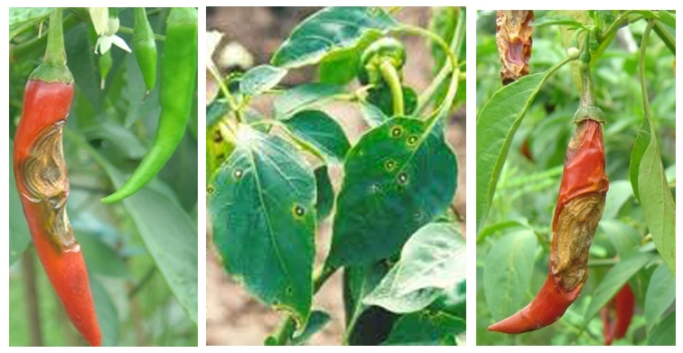 Thán thư là một bệnh gây hại trên ớt trong mùa mưa, làm cho trái thối hàng loạt. Ảnh minh họa