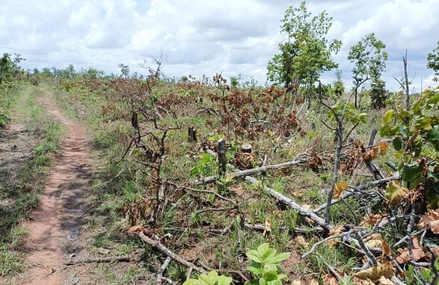 Hiện trường vụ phá rừng quy mô lớn tại xã Ya Tờ Mốt, huyện Ea Súp