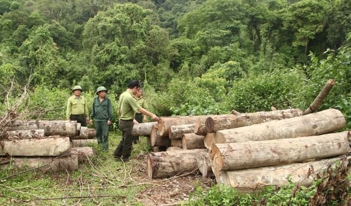 Tang vật thu được sau một vụ phá rừng hiện được tập kết gần Trạm bảo vệ rừng Piềng Luông