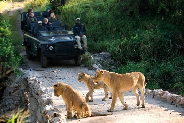 Du khách tham gia trải nghiệm những chuyến thám hiểm tại Vườn quốc gia Kruger