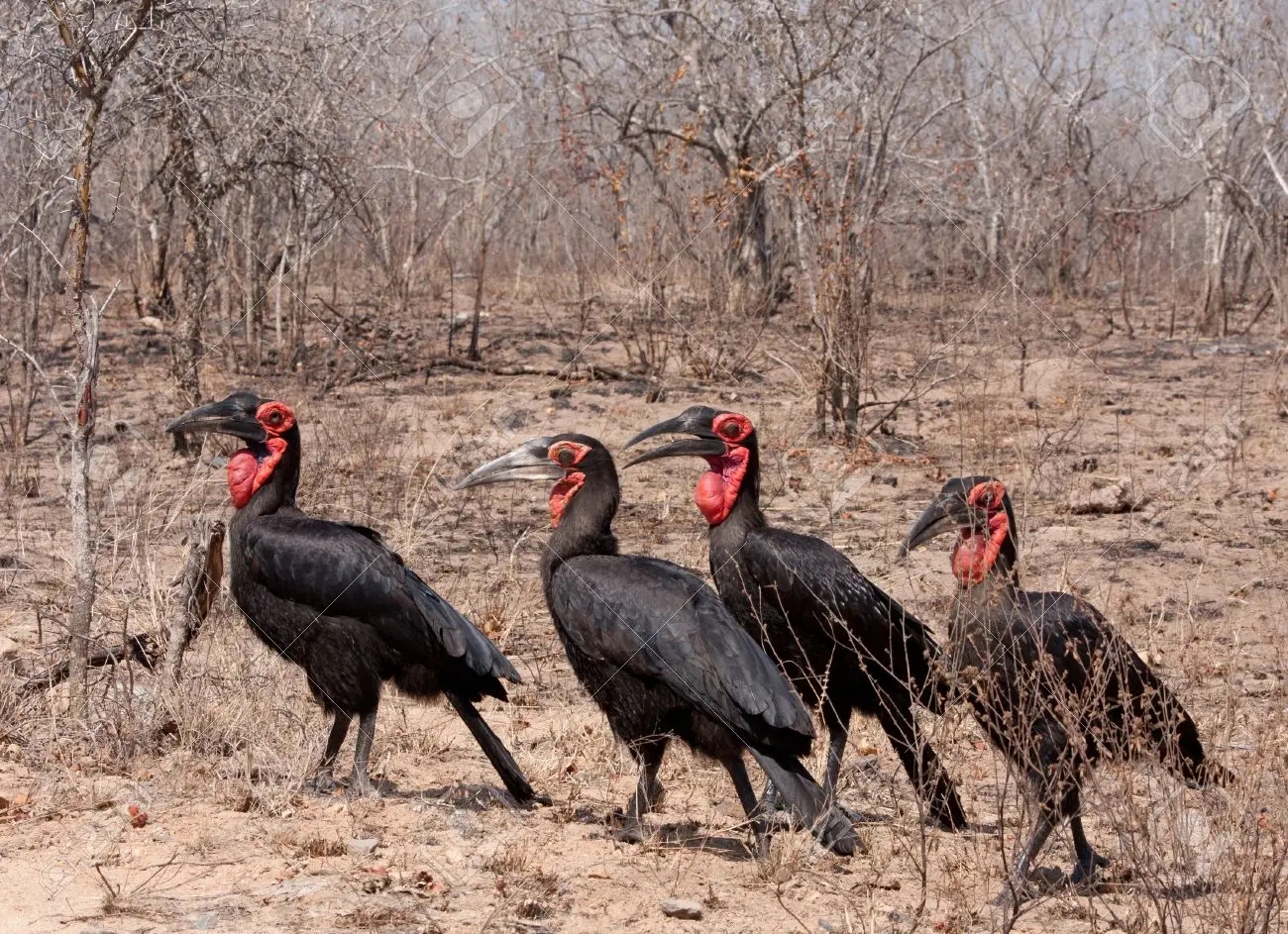 Một số loài chim hồng hoàng mặt đất phương Nam ở Vườn quốc gia Kruger