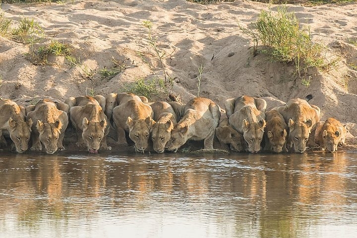 Động vật hoang dã tại Công viên quốc gia Kruger