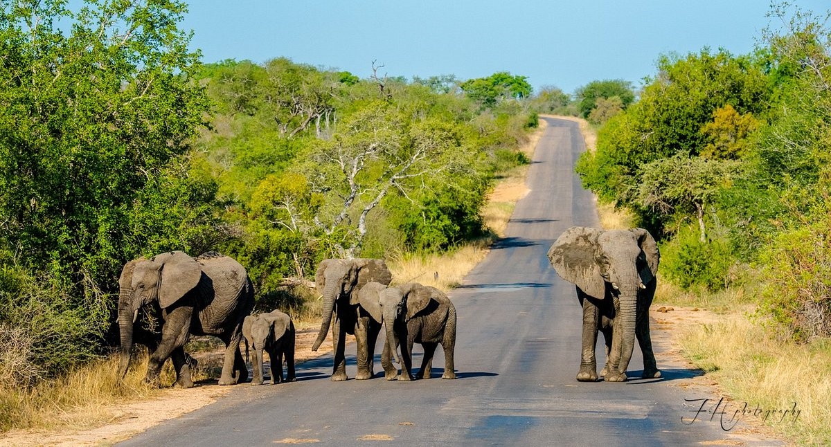 Kruger - Khu bảo tồn động vật hoang dã đa dạng nhất thế giới 4
