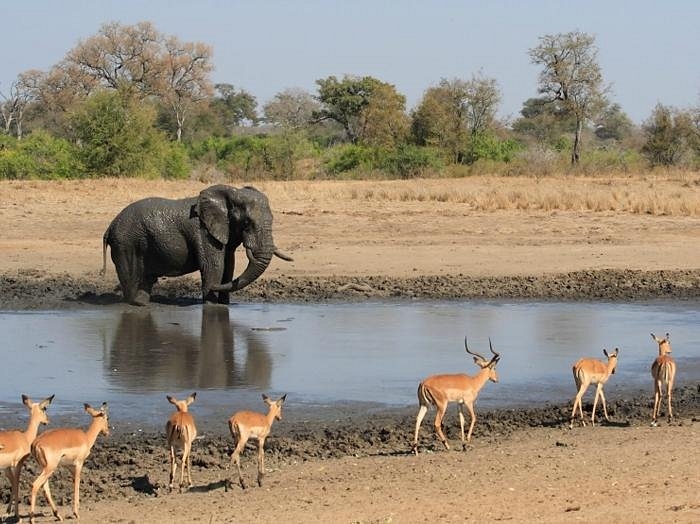 Kruger - Khu bảo tồn động vật hoang dã đa dạng nhất thế giới 15