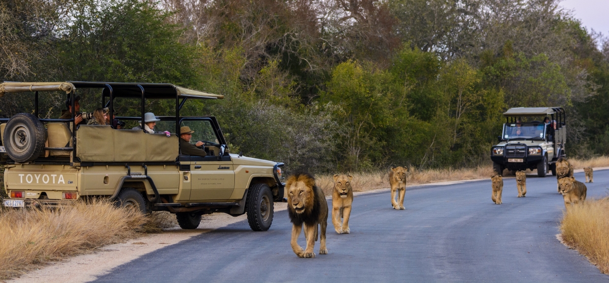Khám phá Công viên quốc gia Kruger bằng xe Jeep