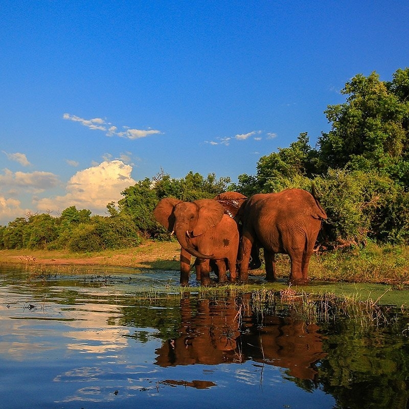 Loài voi tập trung chủ yếu tại sông Olifants - ranh giới giữa Bắc và Nam của Kruger.