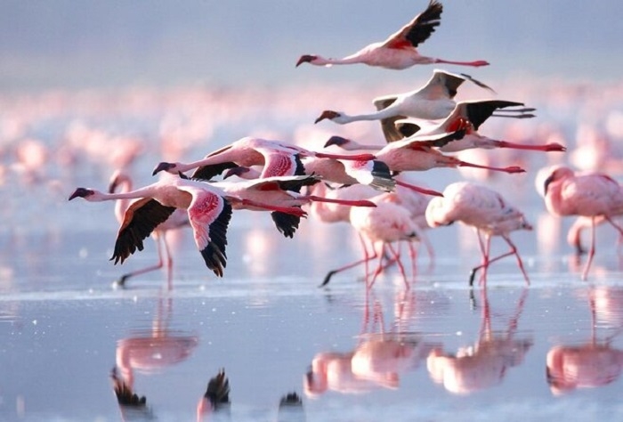 Du khách tha hồ chiêm ngưỡng vẻ đẹp của đàn chim hồng hạc và thỏa sức check in. Ảnh: amusingplanet