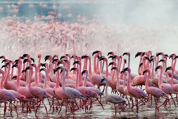 Hồ Nakuru - "thiên đường của hồng hạc" 4