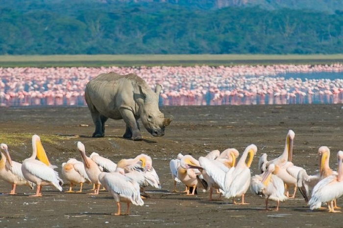 Gặp gỡ các loài tê giác trắng, đen và tìm hiểu cuộc sống của chúng tại khu bảo tồn tê giác nổi tiếng. Ảnh: goldenrwanda 