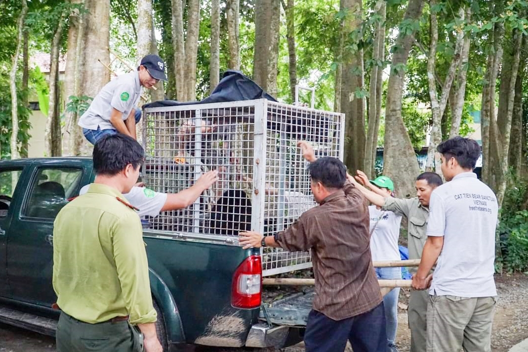 Lực lượng chức năng tiến hành đưa gấu chó về Vườn Quốc gia Cát Tiên
