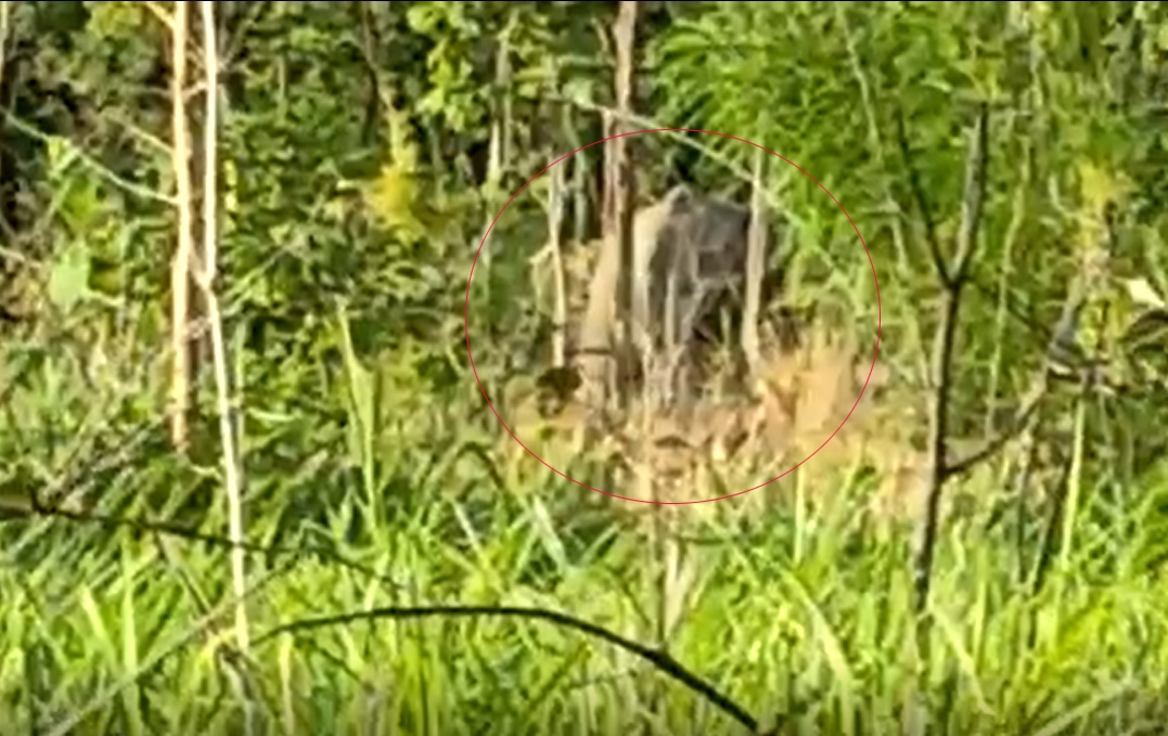 Đàn voi rừng (trong khoanh đỏ) di chuyển về khu vực trồng cao su, cách cổng Đồn Biên phòng Ia Mơ khoảng 100 m và phá chuối trồng