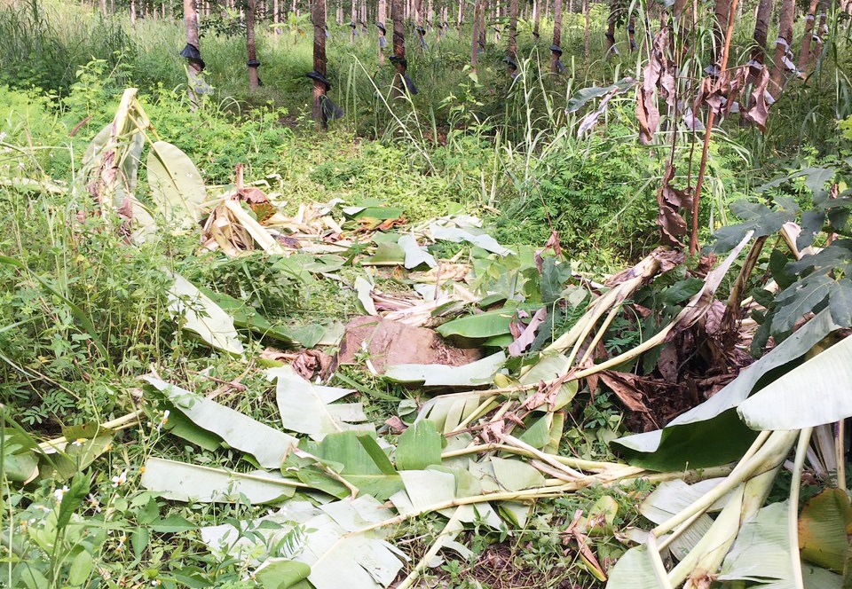 Vườn chuối bị phá tan hoang khi đàn voi đi qua