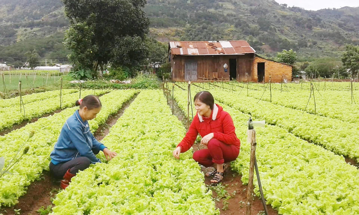Lâm Đồng tập trung phát triển nông nghiệp và nông thôn bền vững. (Ảnh MH)