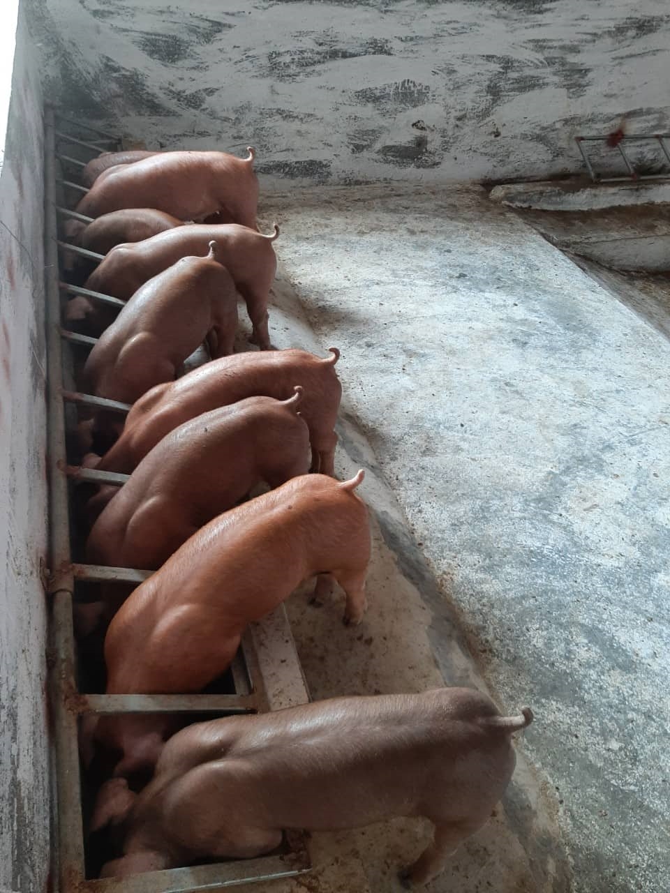 Hiện gia trại lợn đạt tiêu chuẩn hữu cơ của anh Hồ Viết Ái đã có lợn xuất chuồng