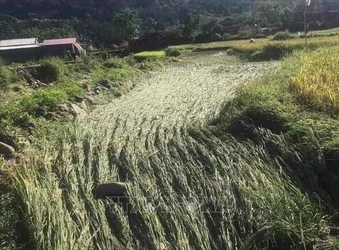 Trận mưa lớn đêm 25 rạng sáng 26/6 đã làm vùi lấp và gãy đổ gần 13 ha hoa màu và trôi 765 kg thóc trên địa bàn một số xã của huyện Văn Chấn. Ảnh: TTXVN 