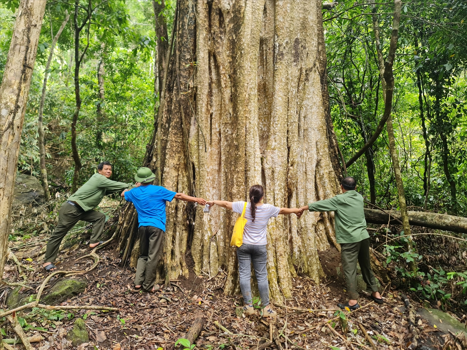 Cây bằng lăng lớn nhất trong quần thể cây di sản vừa được công nhận trên có đường kính 3m, cao 60m