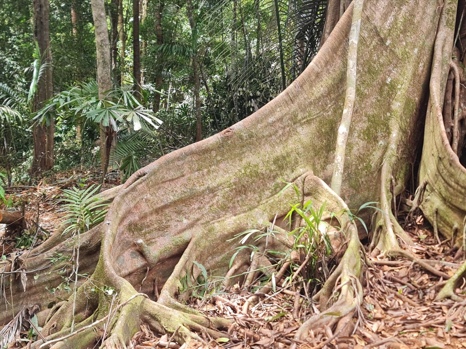Rễ cây nổi lên mặt đất với những hình thù lạ mắt, độc đáo
