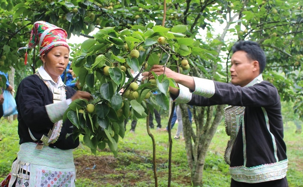 Người dân trong xã Nậm Pụng, huyện Bát Xát chuẩn bị cho Lễ hội trải nghiệm thu hoạch Lê tai nung sắp tới