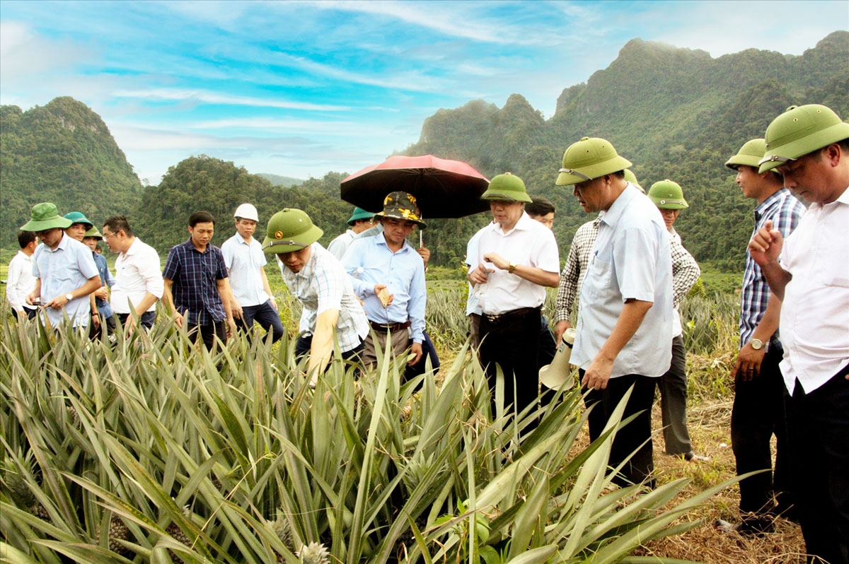 Các đại biểu tham quan mô hình trồng dứa tại bản Nậm Lò, xã Nậm Tăm, huyện Sìn Hồ, tỉnh Lai Châu