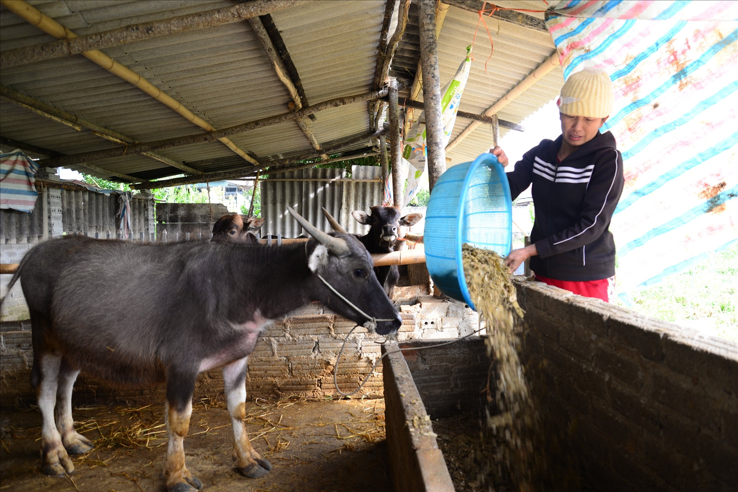 Hiện nay có hàng chục mô hình chăn nuôi gia súc mang lại hiệu quả và kinh tế bền vững cho người dân Tủa Chùa
