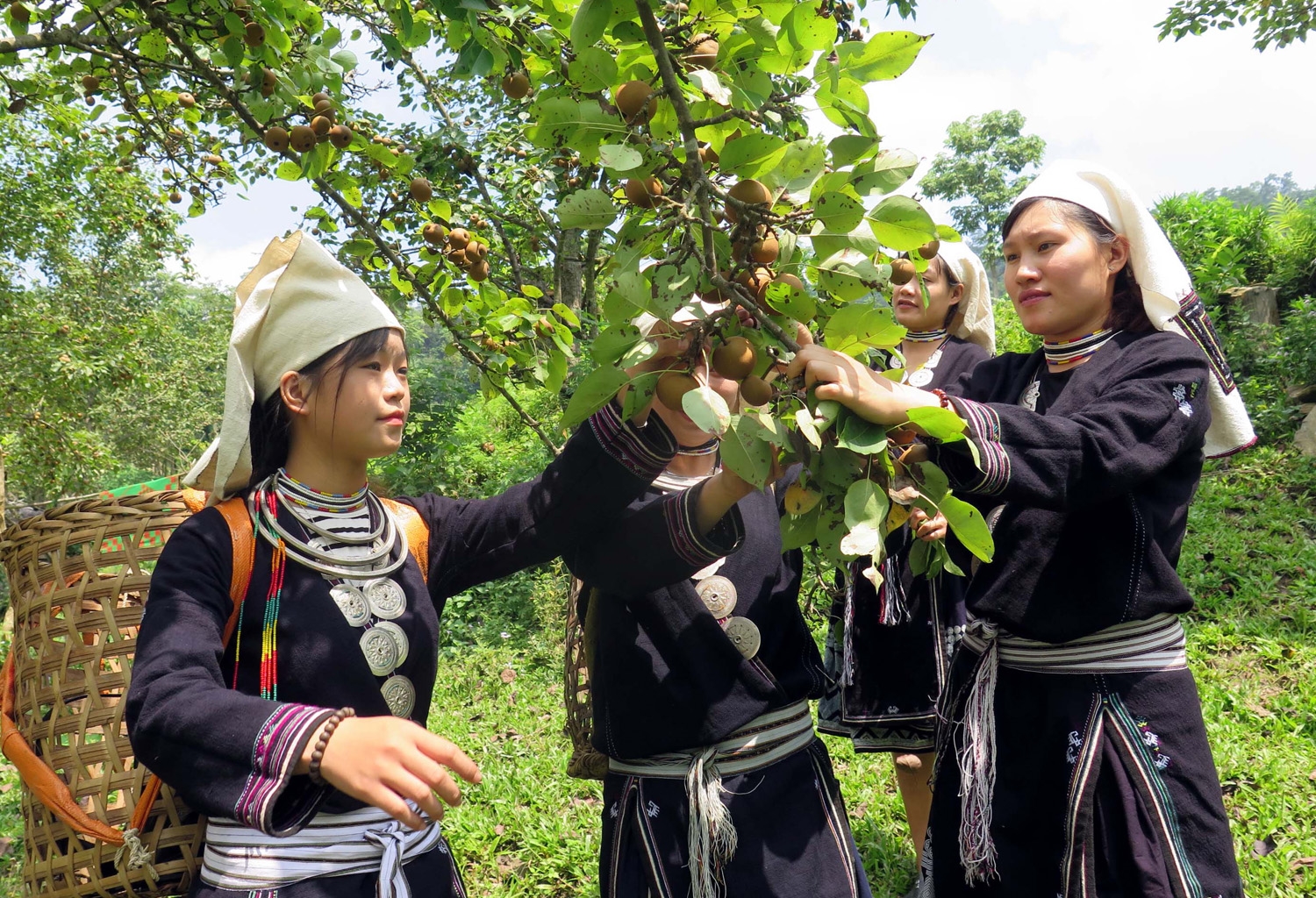 Đồng bào dân tộc Dao thu hoạch lê - một cây trồng chủ lực giúp người dân xóa đói, giảm nghèo