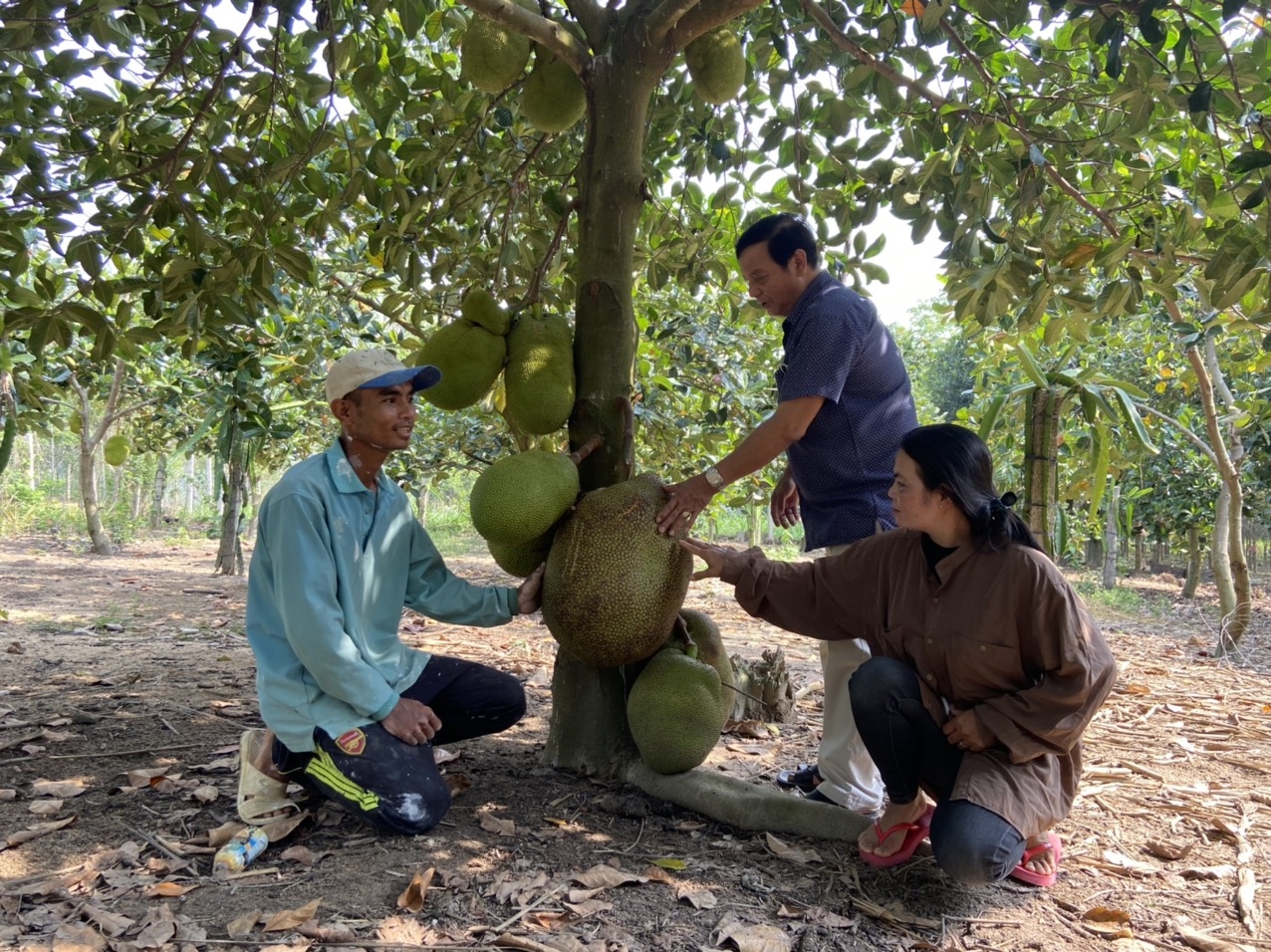 Người dân huyện Kon Rẫy mạnh dạn đầu tư giống cây mới vào sản xuất