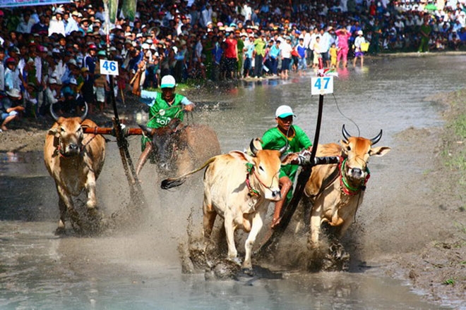 Hội đua bò Bảy Núi, An Giang thu hút đông đảo du khách
