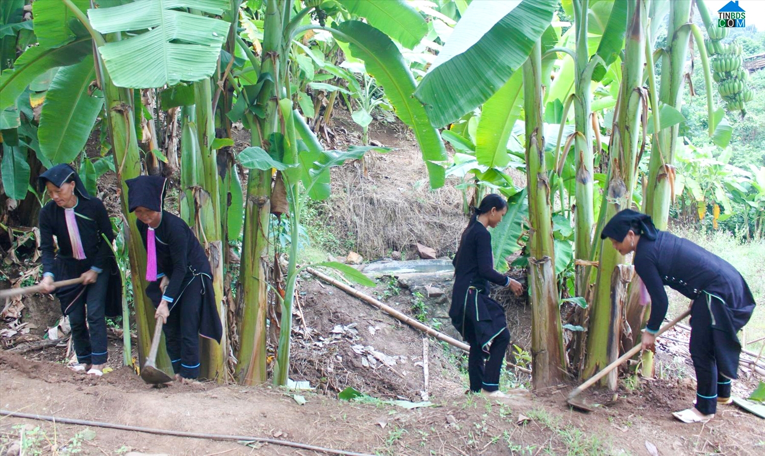 Người dân bản Ngài Chồ (xã Nậm Cha, huyện Sìn Hồ) chuyển từ trồng lúa nương sang trồng chuối đem lại hiệu quả kinh tế cao (ảnh: TL) 