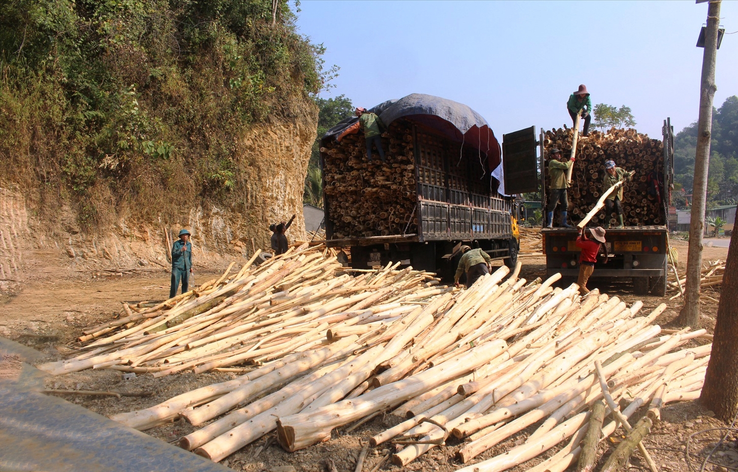 Nhờ phát triển kinh tế rừng mà đồng bào ở huyện Con Cuông đã thoát nghèo