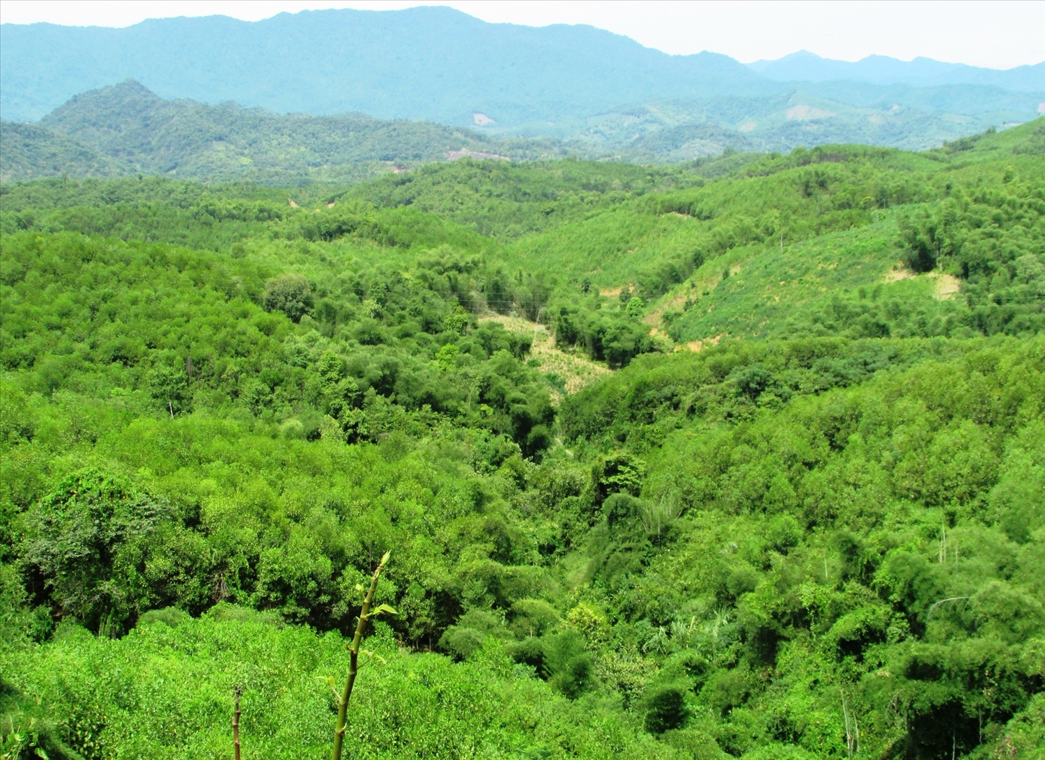 Nghệ An đang hướng đến mục tiêu phát triển rừng và kinh tế rừng bền vững