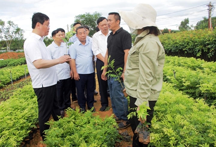 Lãnh đạo tỉnh Nghệ An thăm vườn ươm cây giống ở huyện Tân Kỳ