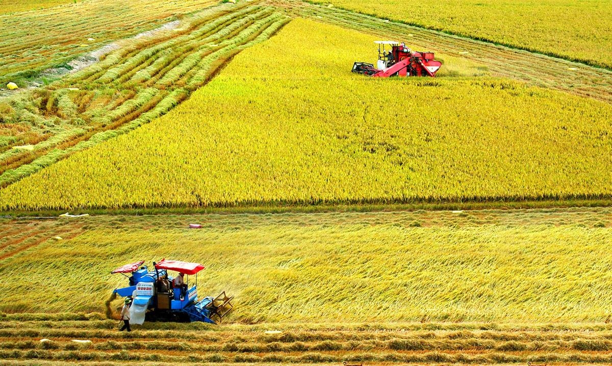 Thủ tướng yêu cầu thúc đẩy phát triển nông nghiệp và nông thôn bền vững vùng đồng bằng sông Cửu Long. Ảnh minh họa