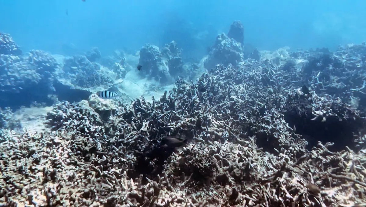 Rạn san hô dưới đáy biển Hòn Mun thuộc vịnh Nha Trang bị chết hàng loạt - Ảnh: vietnamnet.vn