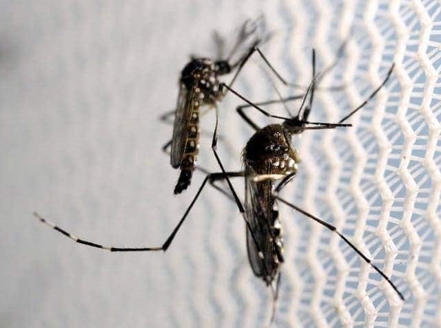 Muỗi vằn truyền nhiễm bệnh sốt xuất huyết