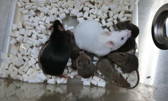 Chuột nhân bản màu đen bên trái (Ảnh: ĐẠI HỌC YAMANASHI)