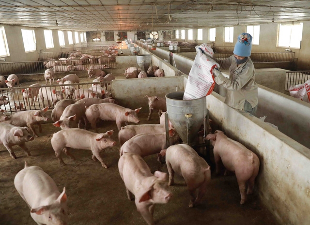 Giá lợn hơi tăng, người chăn nuôi bắt đầu có lãi. Tuy nhiên, nhiều nông hộ gặp nhiều khó khăn trong chi phí đầu tư chăn nuôi gia chi phí và giá thức ăn chăn nuôi tăng cao