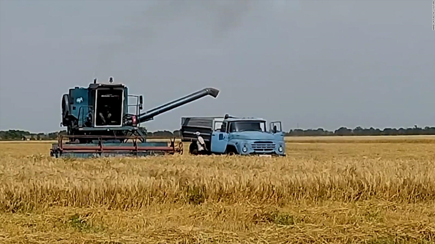 Cánh đồng lúa mì ở Ukraine vào mùa gặt