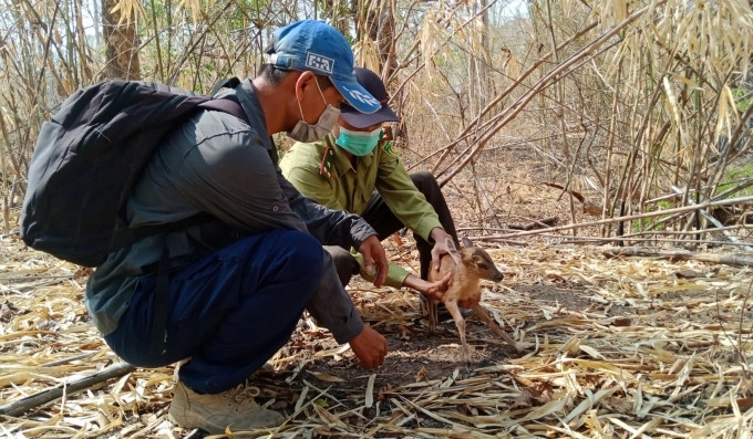 Cán bộ kiểm lâm Vườn quốc gia Yók Đôn giải cứu một con mang bị dính bẫy. Ảnh: Quang Yên.