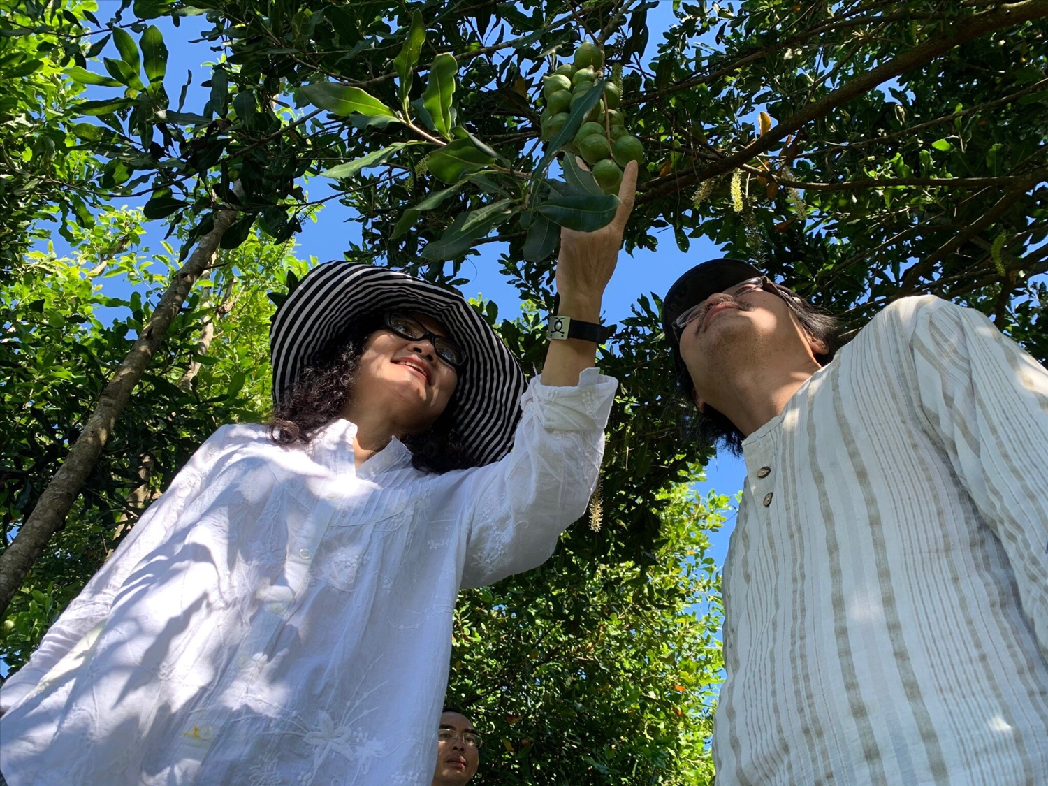 Những cây mắc ca đầu tiên ở Sơn Tây đã cho quả ngọt