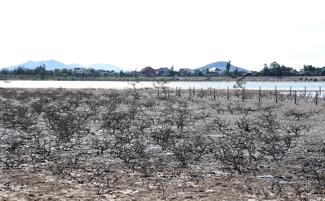 Hàng chục ha rừng ở xã Kỳ Hà chết chưa rõ nguyên nhân