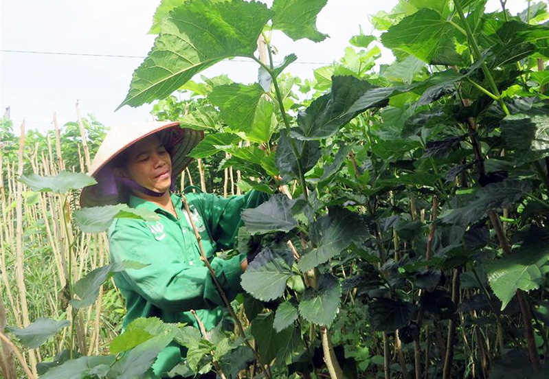 Toàn huyện Lâm Hà hiện có trên 600ha trồng dâu tằm