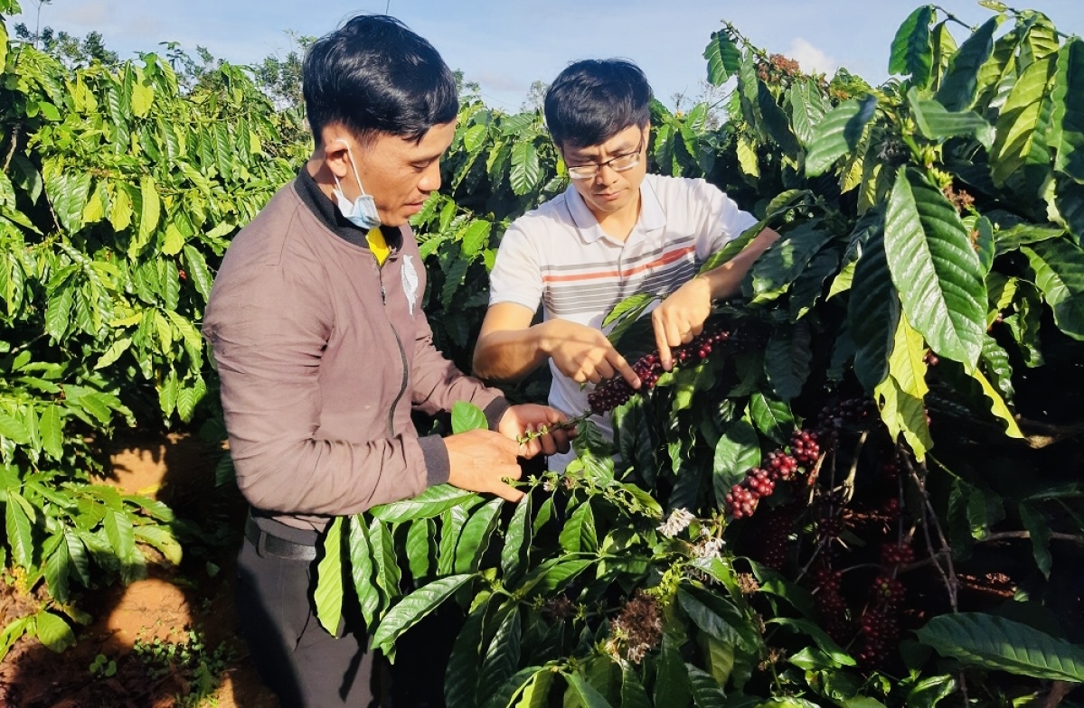 Ông Lê Hữu Anhb (áo trắng), Giám đốc HTX Nông nghiệp và Dịch vụ Lam Anh (xã Glar, huyện Đak Đoa) đang hướng dẫn người dân chăm sóc cây cà phê theo tiêu chuẩn UTZ
